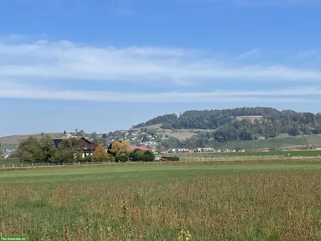 Toller Pensionsplatz für älteres Islandpferd in Eglisau