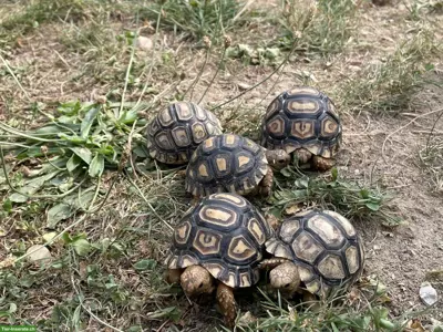 0.0.X Pantherschildkröten (Stigmochelys pardalis) NC2026