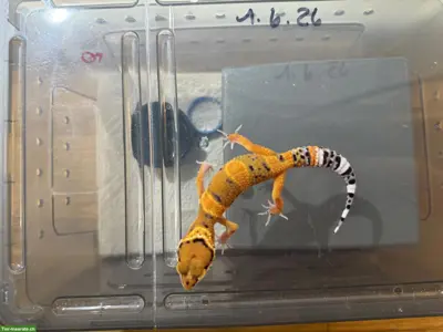 Leopardgecko Mandarin Tangerine (Pure Line) ♂, 01.06.2026