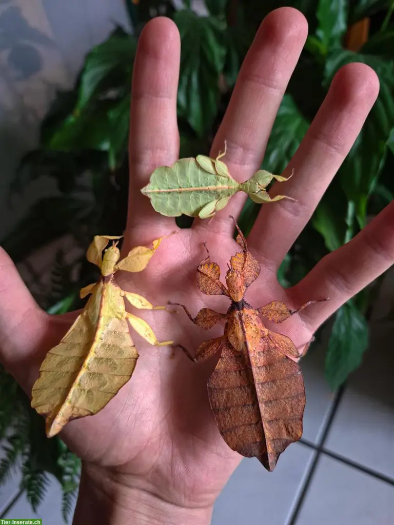 Phyllium letiranti "tataba" zu verkaufen