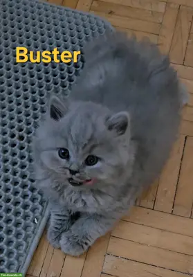 BLH Kitten mit Stammbaum zu verkaufen