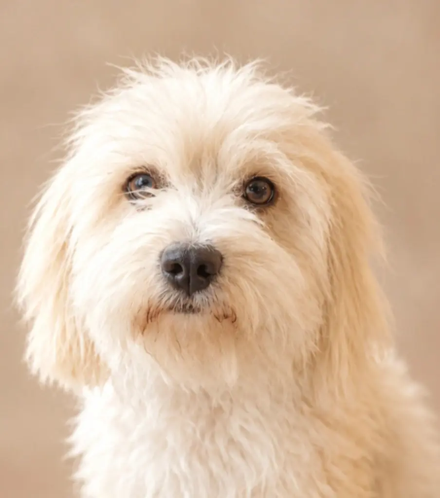 Maltipoo/Coton de Tulear