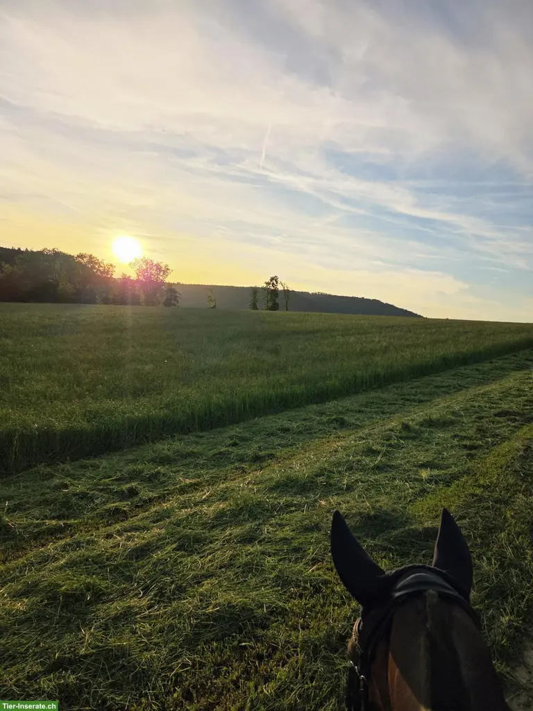 Zuverlässige Reitbeteiligung für gemeinsame Ausritte im Fricktal