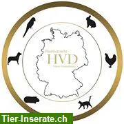 Katzenzuchtverein gesucht? Der HVD e.V. stellt sich vor