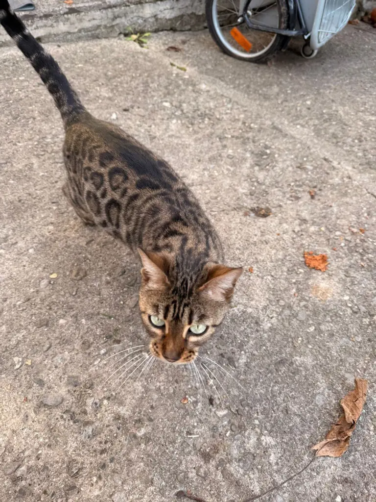 Reinrassige Bengalkatze sucht liebevolles neues Zuhause