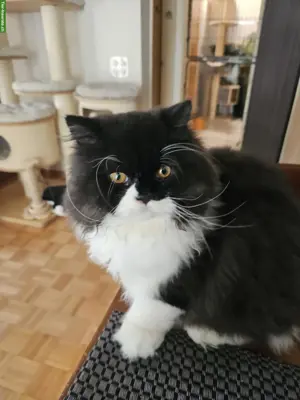 BLH Deckkater mit Stammbaum Blutgruppe A