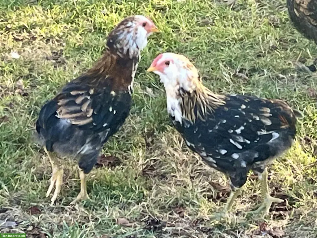Reinrassige Araucana in blau-weizefarbig