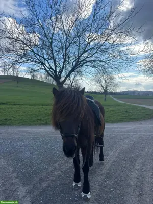 Islandpferd Wallach, 16-jährig, 5-Gänger zu verkaufen