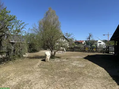 Pensionsplatz für 1-2 Ponys im Aargau
