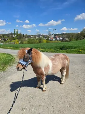 Pflegebeteilligung Shetty, Obfelden