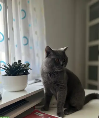 Deckkater BKH, reinrassig, nicht zum Verkaufen!