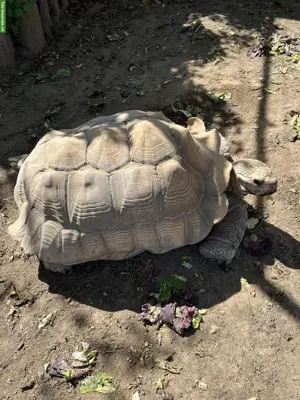 2 männliche Spornschildkröten zu verkaufen