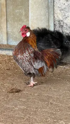 Zwerghähnchen