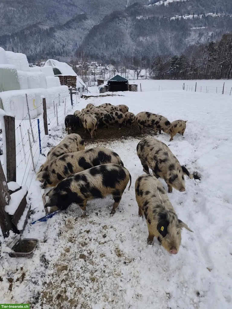 Turopolje Schweine zu verkaufen