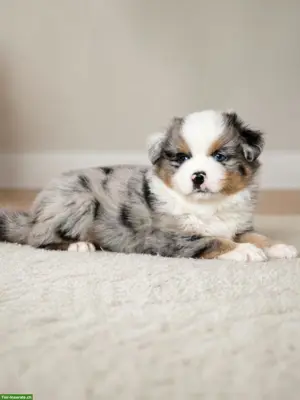 Australian Shepherd Welpen mit ASCA-Papieren aus Zucht