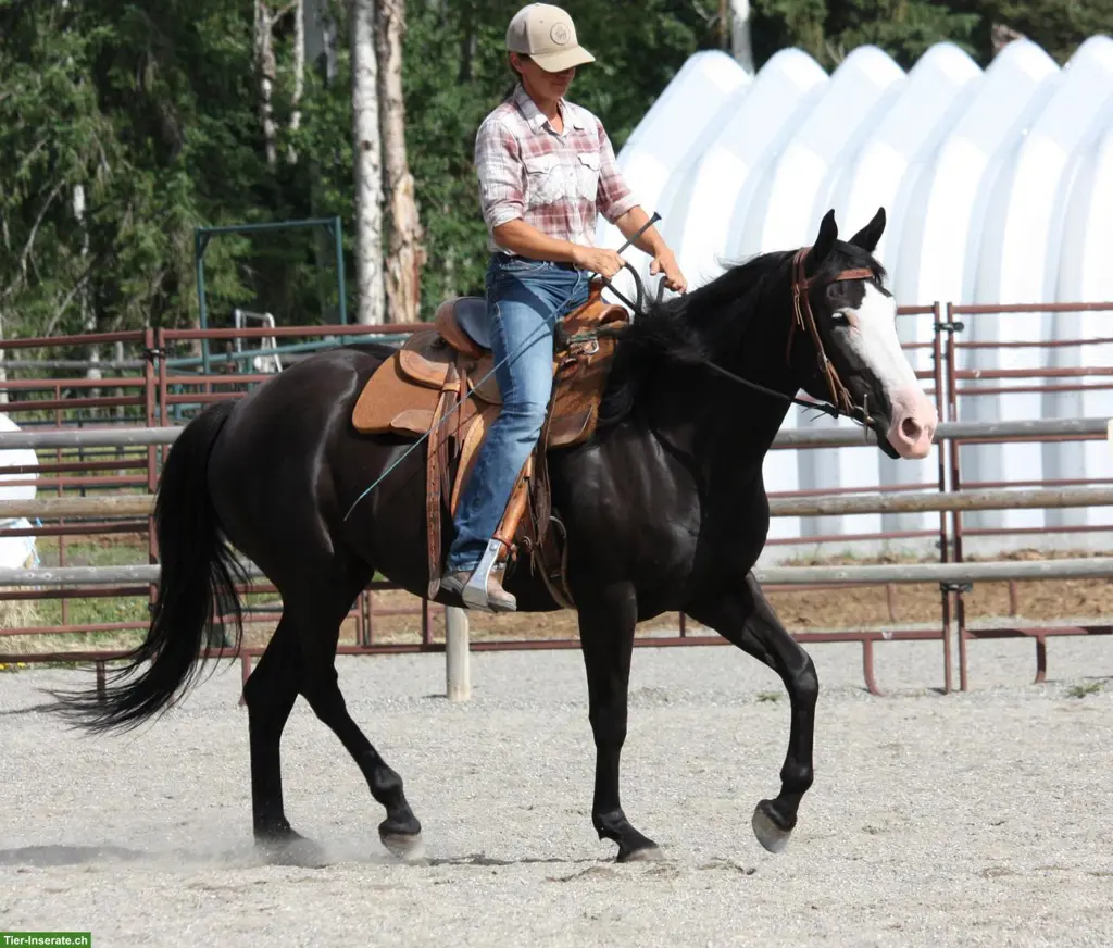 Kanadische Mustang Stute, 6-jährig