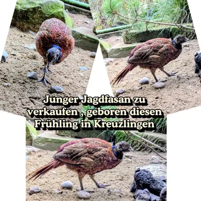 Jagdfasan zu verkaufen