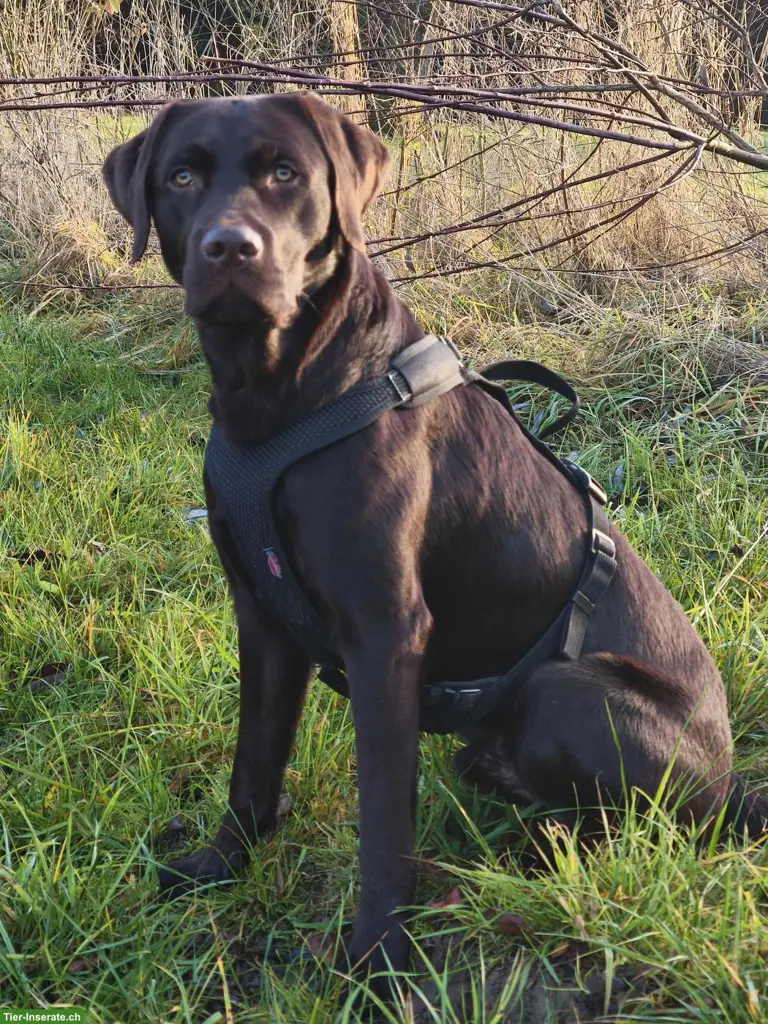 Leo - Chocolate Labrador DeckrĂŒde ab August 2026 đŸ