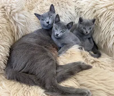 Reinrassig Russisch blau Kitten