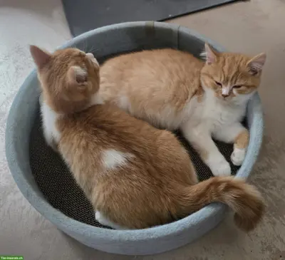 Reinrassige BKH Kitten mit Stammbaum vom Züchter