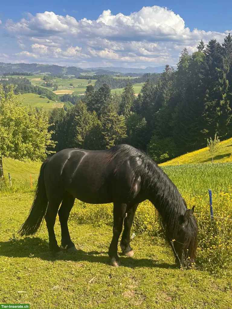 Biete Pflege-/Reitbeteiligung für Wallach im Kanton BE