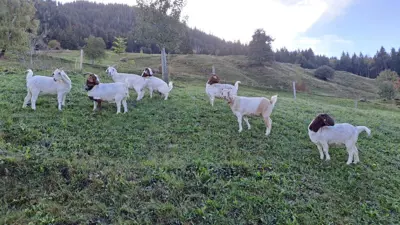 Burenziegen zu verkaufen