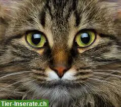 Liebevolles Urlaubszuhause für Ihre Katze/n