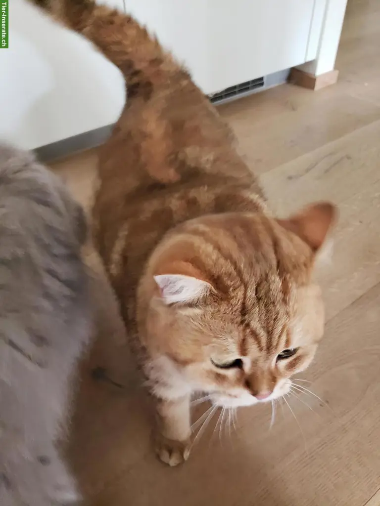 2 Katzen; Britisch Langhaar + Britisch Kurzhaar, männlich