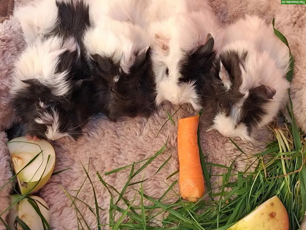 Herzige Strubbeli Meerschweinchen Weibchen zu verkaufen