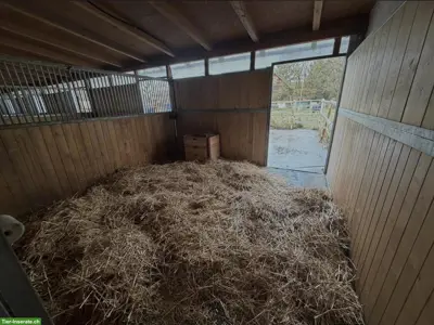Freie Pferdeboxen in Zielebach BE