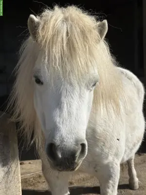 3 Shetlandponys, 83-86 cm