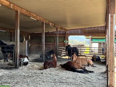 Einstellplatz für Pferde in Rankweil, nahe Grenze Oberriet
