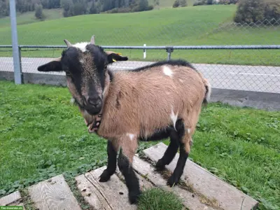 Zwergziege Lili sucht tolles neues Zuhause