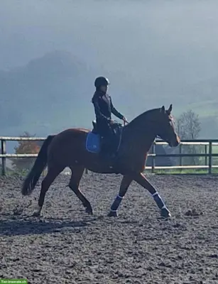 Reitbeteiligung für sportliche Freiberger-Stute in Goldau SZ