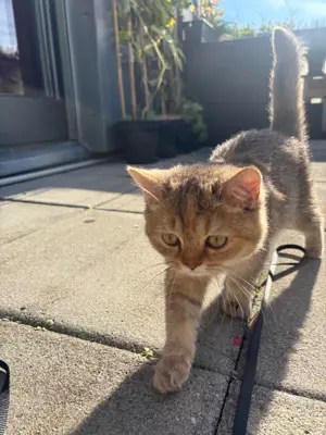 Britisch Kurzhaar Kitten