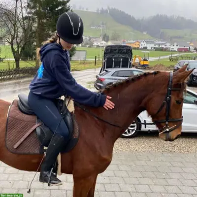 SUCHE eine Reitbeteiligung, nähe Sempachersee