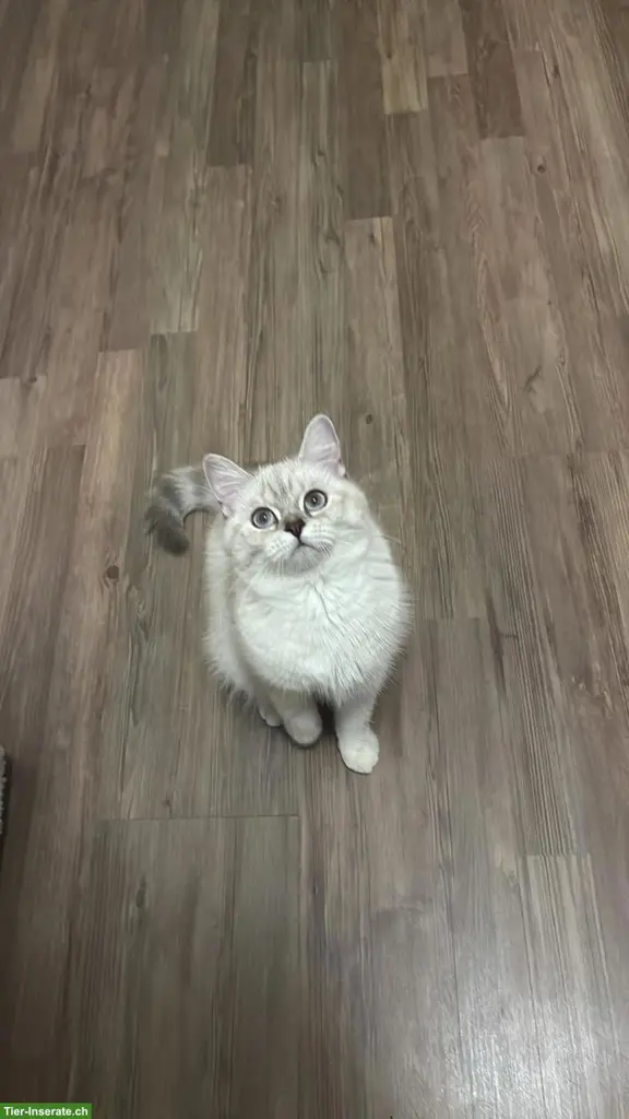 British Shorthair Katze mit Zubehör abzugeben