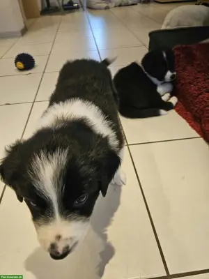 Border Collie Welpen zu verkaufen