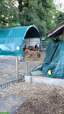🐴 Biete zuverlässige Unterstützung rund ums Pferd 🐴