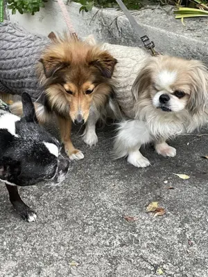 Liebevolle PRIVATE Hundebetreuung, Stadt Bern