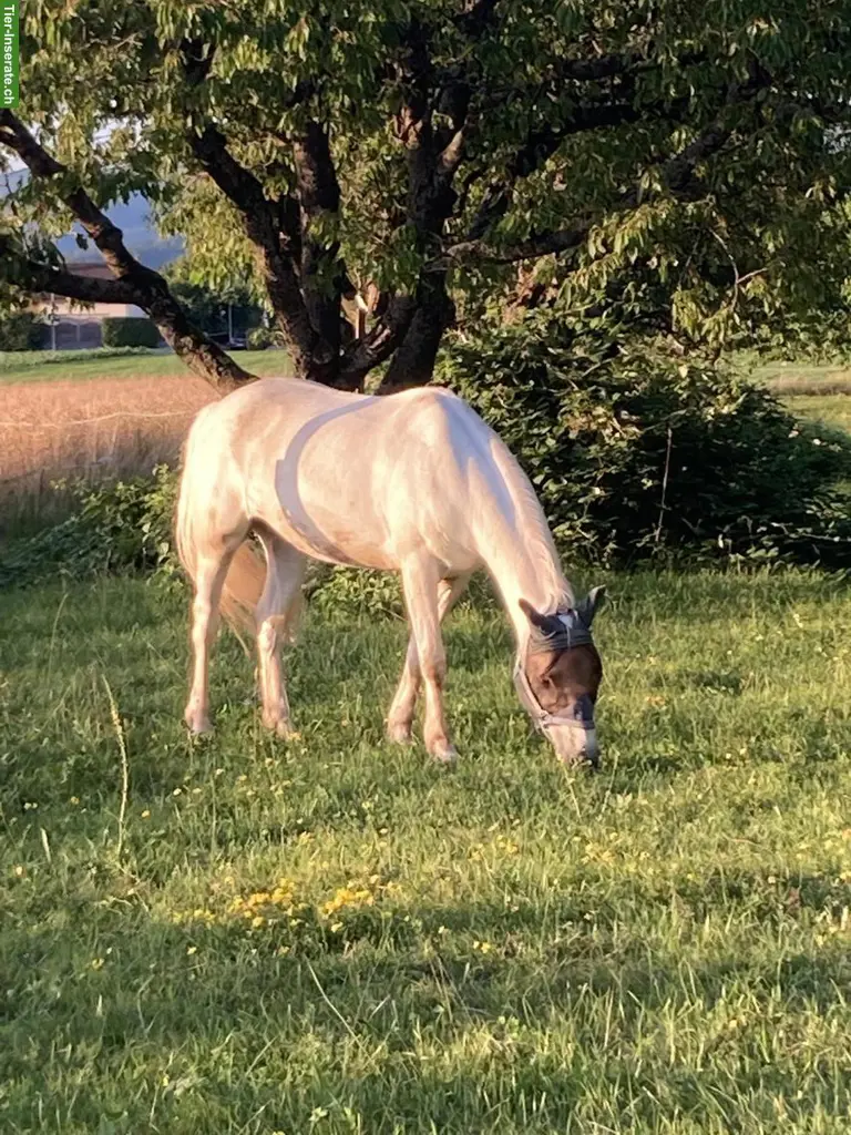 Biete Einstellplatz für 1 Pony in Laufstall in Möhlin AG