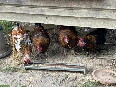 Junger Blumenhuhn Hahn