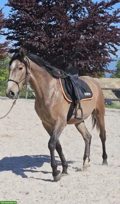 Eleganter Hispano-Berber Wallach sucht neuen Besitzer/in