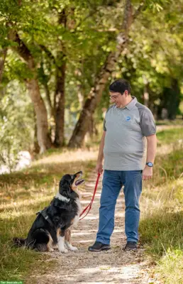 Hundeschule: Individuelle Hundeerziehung bei Dir Zuhause
