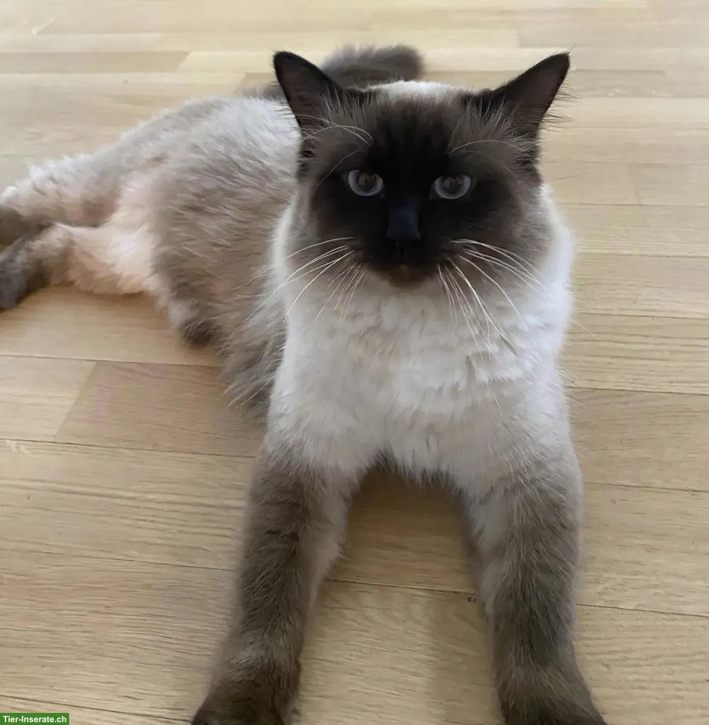 Schöner Birma Deckkater wartet auf weibliche Katzen