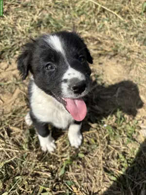 Border Collie Welpen suchen liebevolles Zuhause