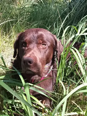 Deckrüde Labrador Mischling, Kein Verkauf!
