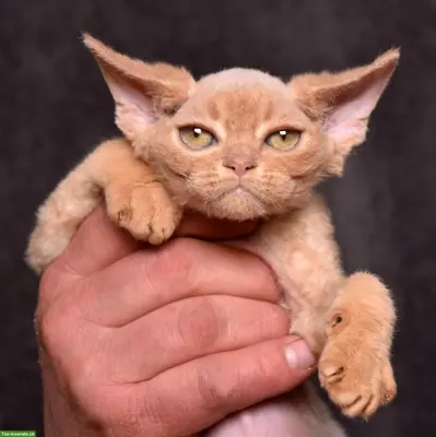 Devon Rex Kitten mit Stammbaum und Gesundheitszeugnis