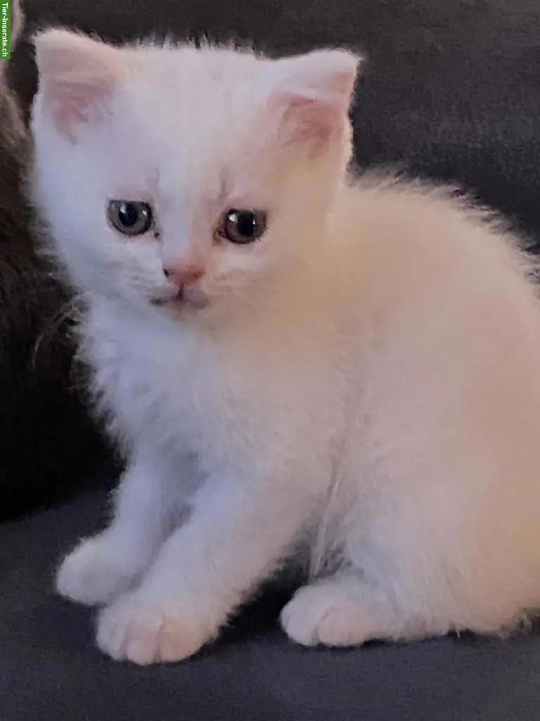 Reinrassiges BKH Kitten, Kater in wunderschönem Weiss