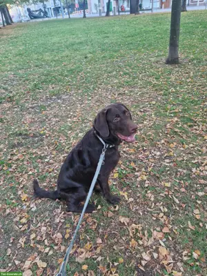 Labradoodle Rüde, 9 Monate, sucht liebes Zuhause